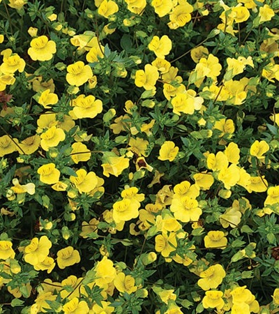 Mecardonia GoldDust®
